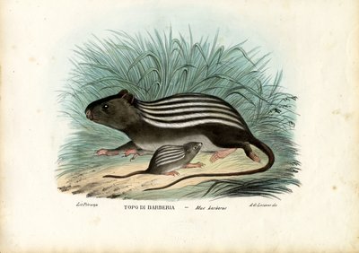 Gestreifte Maus, 1863-79 von Raimundo Petraroja